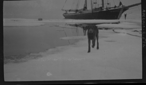 Image of Dog on shore by vessel